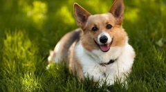 Welsh corgi pembro